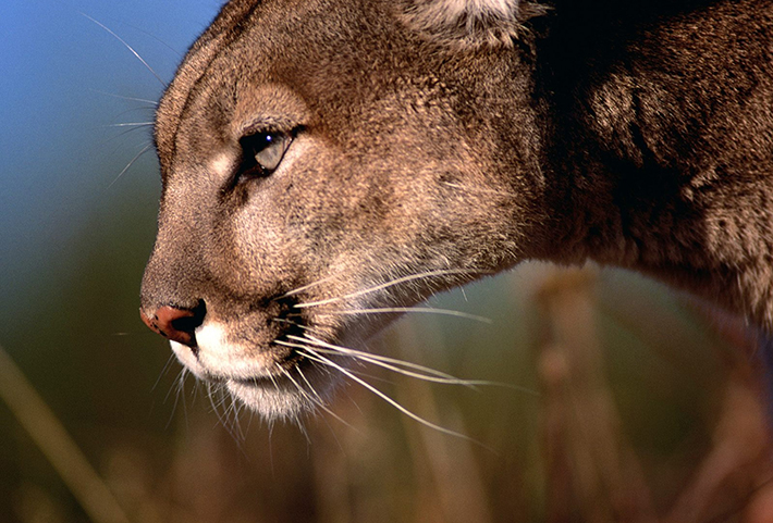 Mountain Lion animal